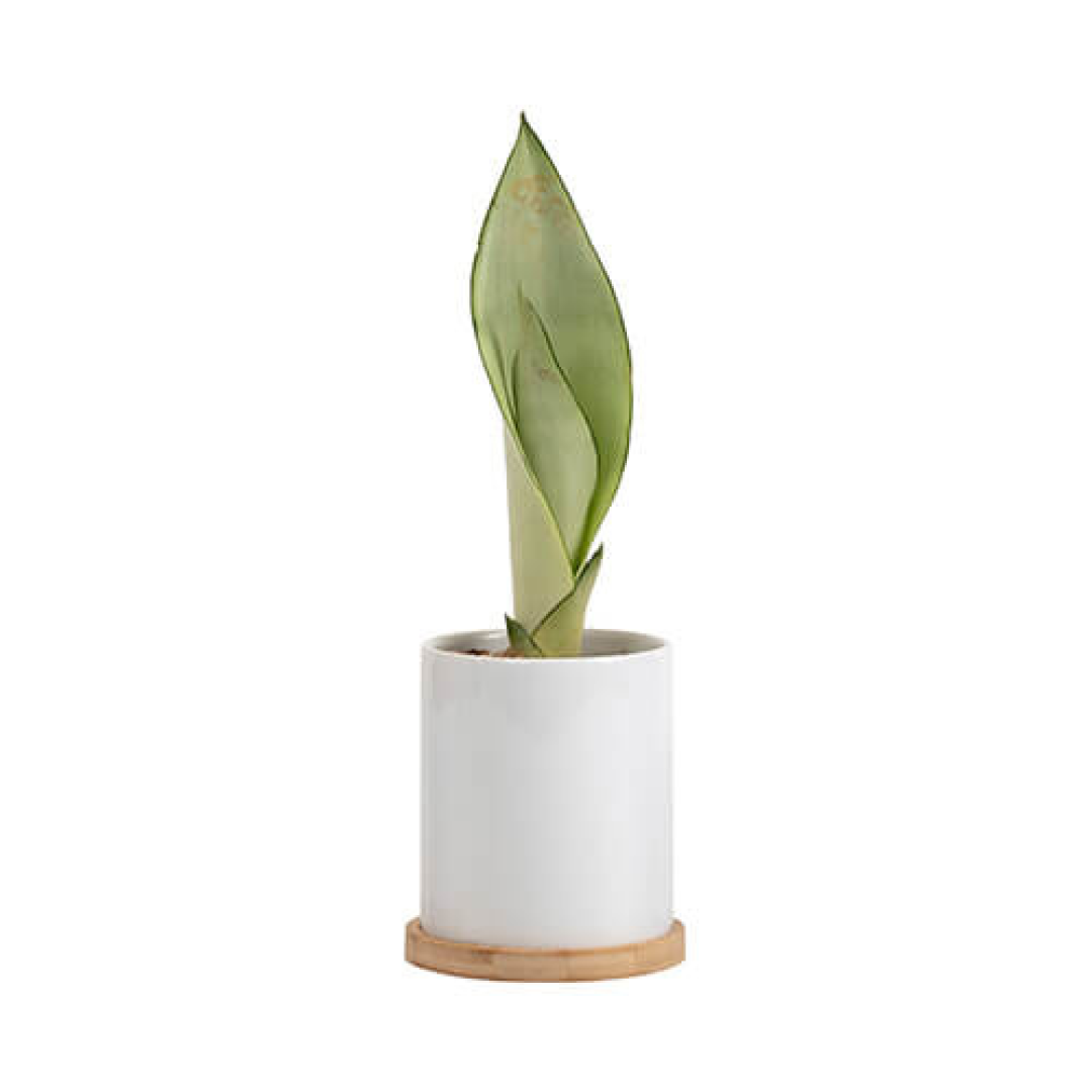 Sub 11oz Κεραμικό Flowerpot w/ Bamboo Base